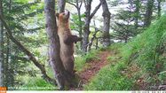 La population d’ours en progression dans les Pyrénées